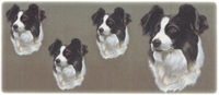 Dog Border Collie