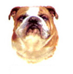 Dog Bulldog