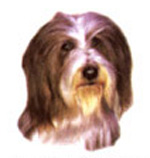 Dog Bearded Collie