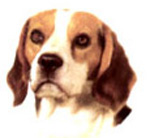 Dogs - Beagle