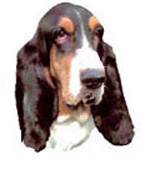 Dog Basset Hound