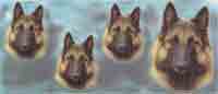 Dogs - Belgian Shepherd Terrier