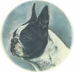 Dogs - Boston Terrier