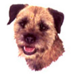 Dogs - Border Terrier