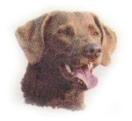 Dog  Chesapeake Bay Retriever