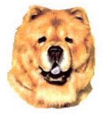 Dog Chow Chow