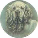 Clumber Spaniel