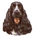 Dog Cocker Spaniel