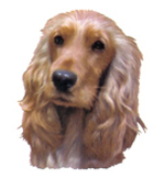 Dog Cocker Spaniel Red