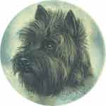 Dogs - Cairn Terrier