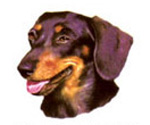 Dogs - Dachshund Black