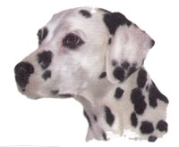 Dogs - Dalmatian