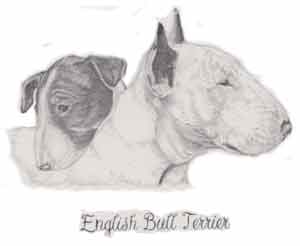 English Bull Terrier Black & White