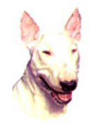 Dogs - English Bull Terrier