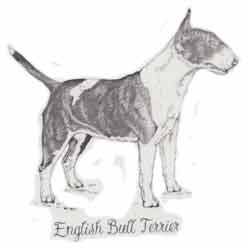Dogs - English Bull Terrier