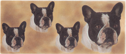 Dog French Bulldog Wrap