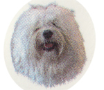 DOG _HAVANESE