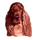 Dogs - Irish Setter