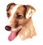 Dogs - Jack Russell