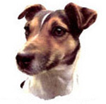 Dogs - Jack Russell Smooth