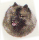 DOG  Keeshond