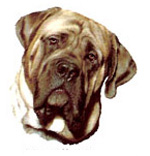 Dogs - Mastiff