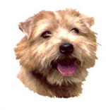 Dogs - Norfork Terrier