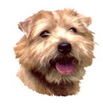 Dogs - NorfolkTerrier