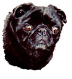 Dogs - Black Pug