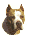 Dog Pit Bull Terrior