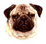 Dogs - Fawn Pug