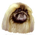 Dogs - Pekingese