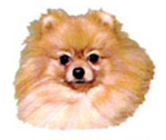 Dogs - Pomeranian