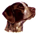 Dogs - Pointer