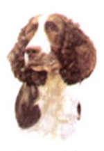 Springer Spaniel