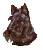 Dogs - Scottish Terrier