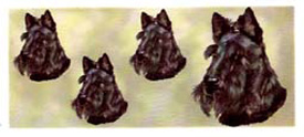 Dog Wrap - Scottish Terrier