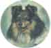 SHELTIE