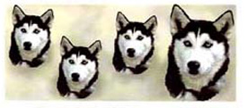 Dog Wrap - Siberian Husky