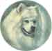 Dogs - Samoyed