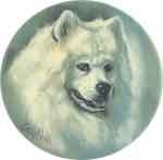 Dogs - Samoyed