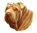 Dogs - Shar Pei