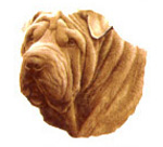 Dogs - Shar Pei