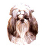 Dogs - Shih Tzu