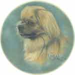TIBETAN SPANIEL