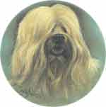 TIBETAN TERRIER