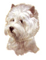 Dogs - Westie