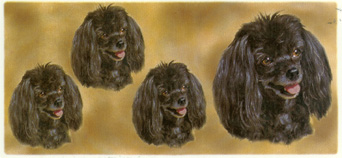 Dog Poodle Black