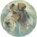 Dogs - WIRE HAIR FOX TERRIER