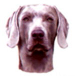 Dogs - Weimaraner